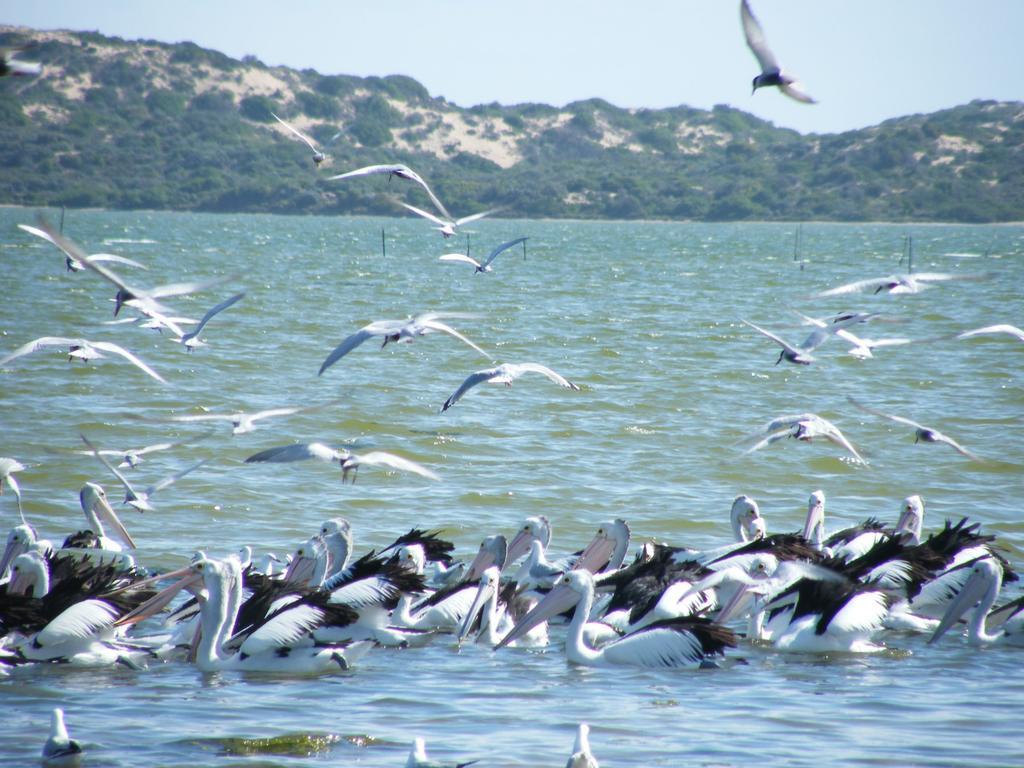 Coorong Waterfront Retreat Villa Meningie Eksteriør billede